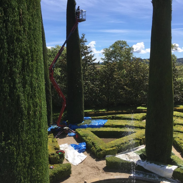 Taille de cyprès de Provence dans un parc paysager