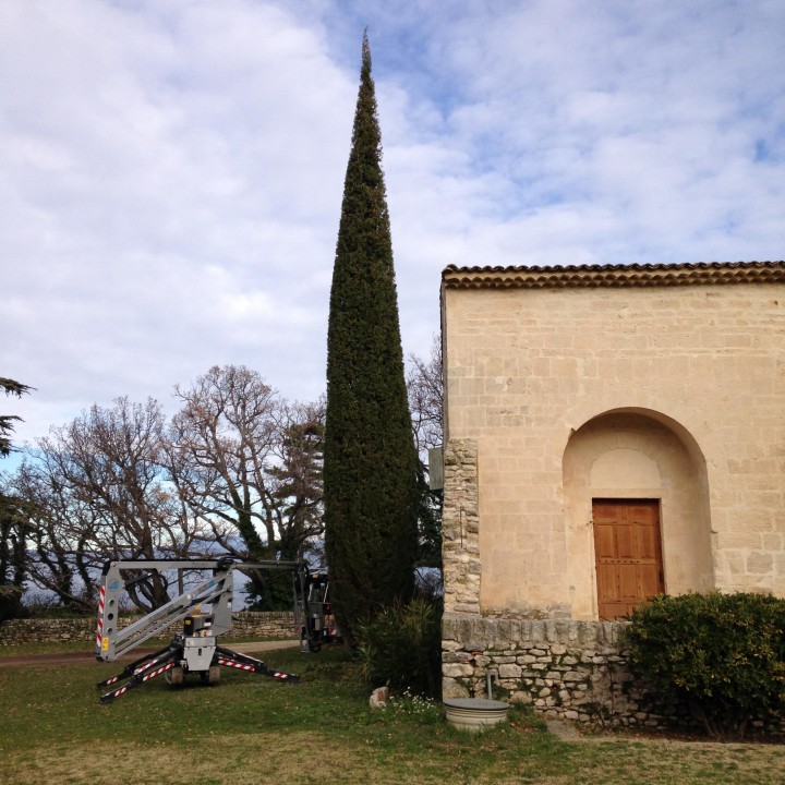 Taille d'un cyprès en Luberon