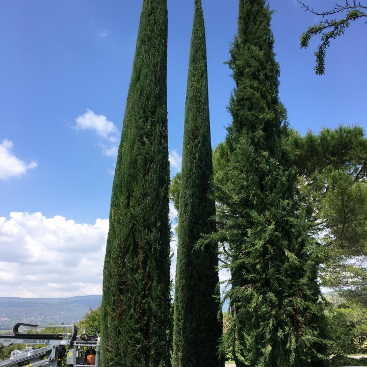 Taille de 3 cyprès de Provence