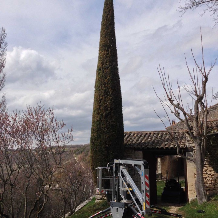 Taille d'un cyprès de Provence