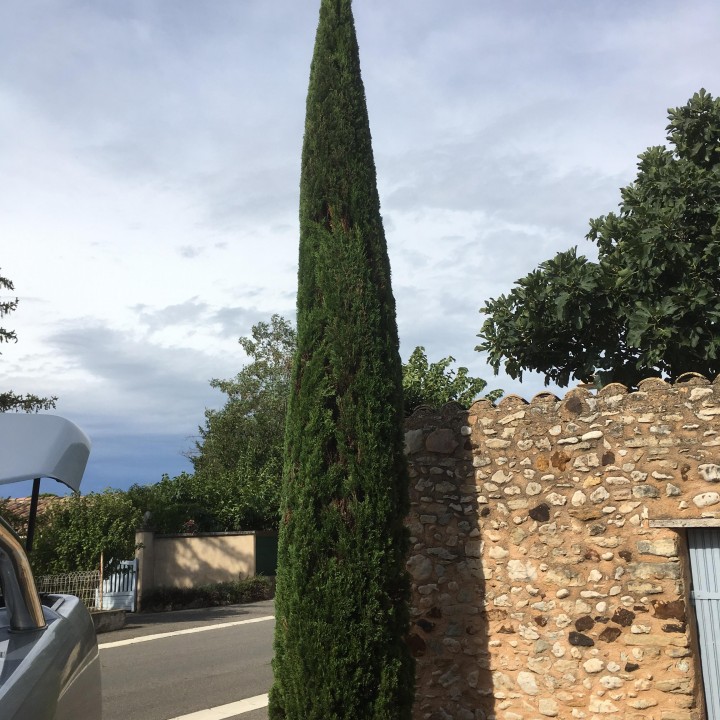 Taille d'un cyprès à Bonnieux