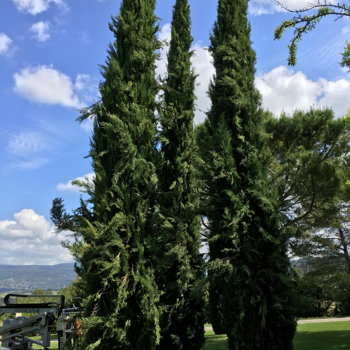 Taille de 3 cyprès de Provence