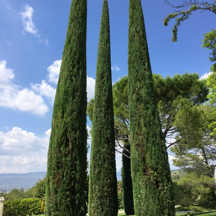 Taille de 3 cyprès de Provence