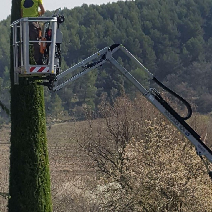 Taille de cyprès en Vaucluse