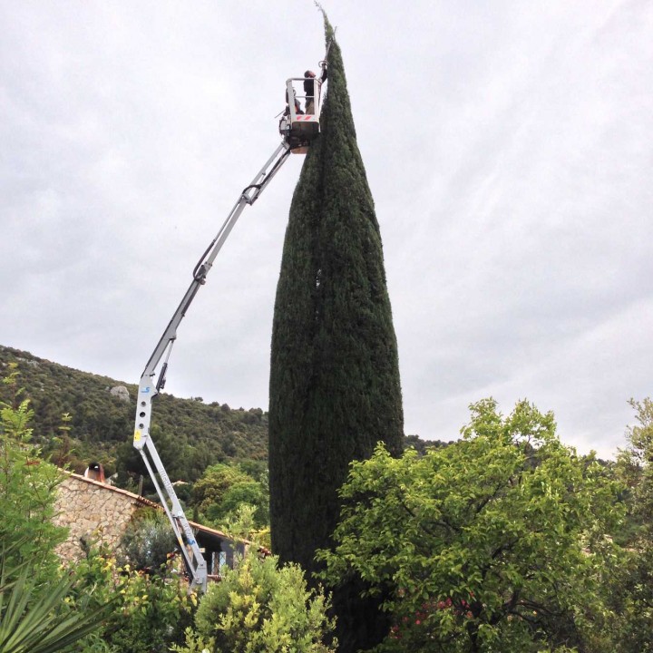 Taille de cyprès en Vaucluse