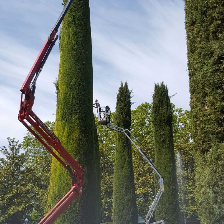 Taille de cyprès de Provence dans un parc paysager
