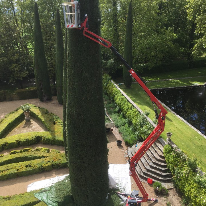 Taille de cyprès de Provence dans un parc paysager