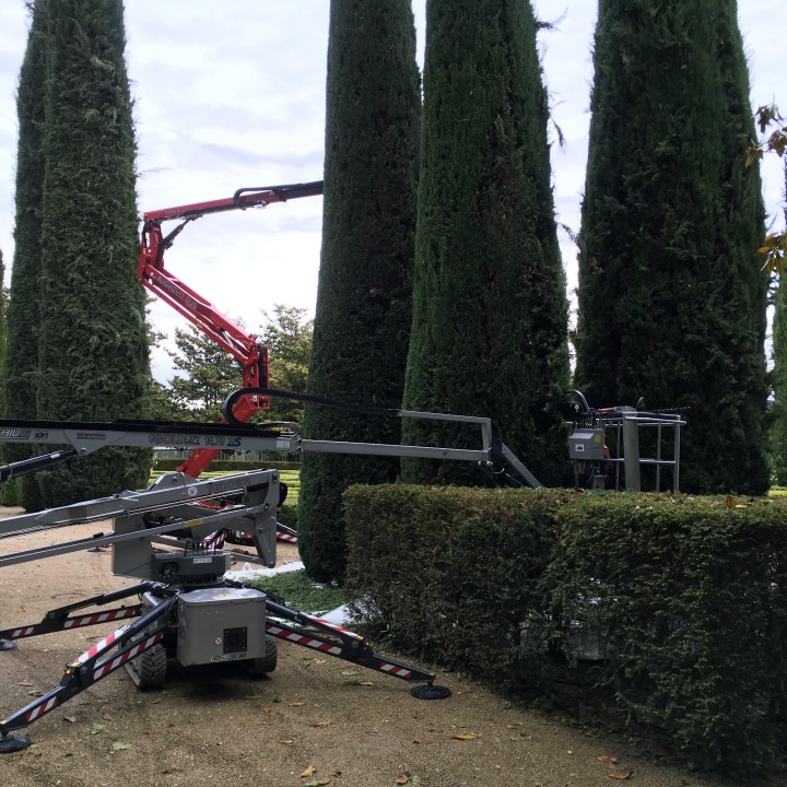 Taille de cyprès de Provence dans un parc paysager