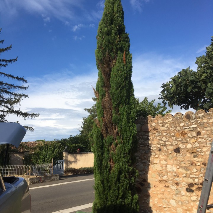 Taille d'un cyprès à Bonnieux