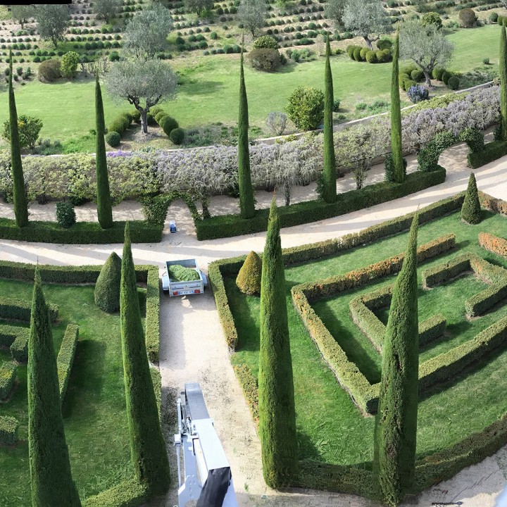 Taille de cyprès de Provence dans un parc paysager