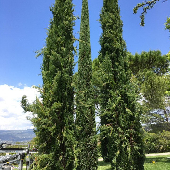Taille de 3 cyprès de Provence
