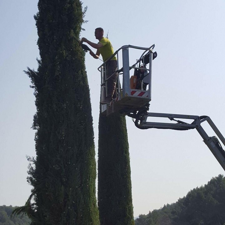 Taille de cyprès en Vaucluse