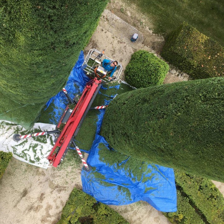 Taille de cyprès de Provence dans un parc paysager